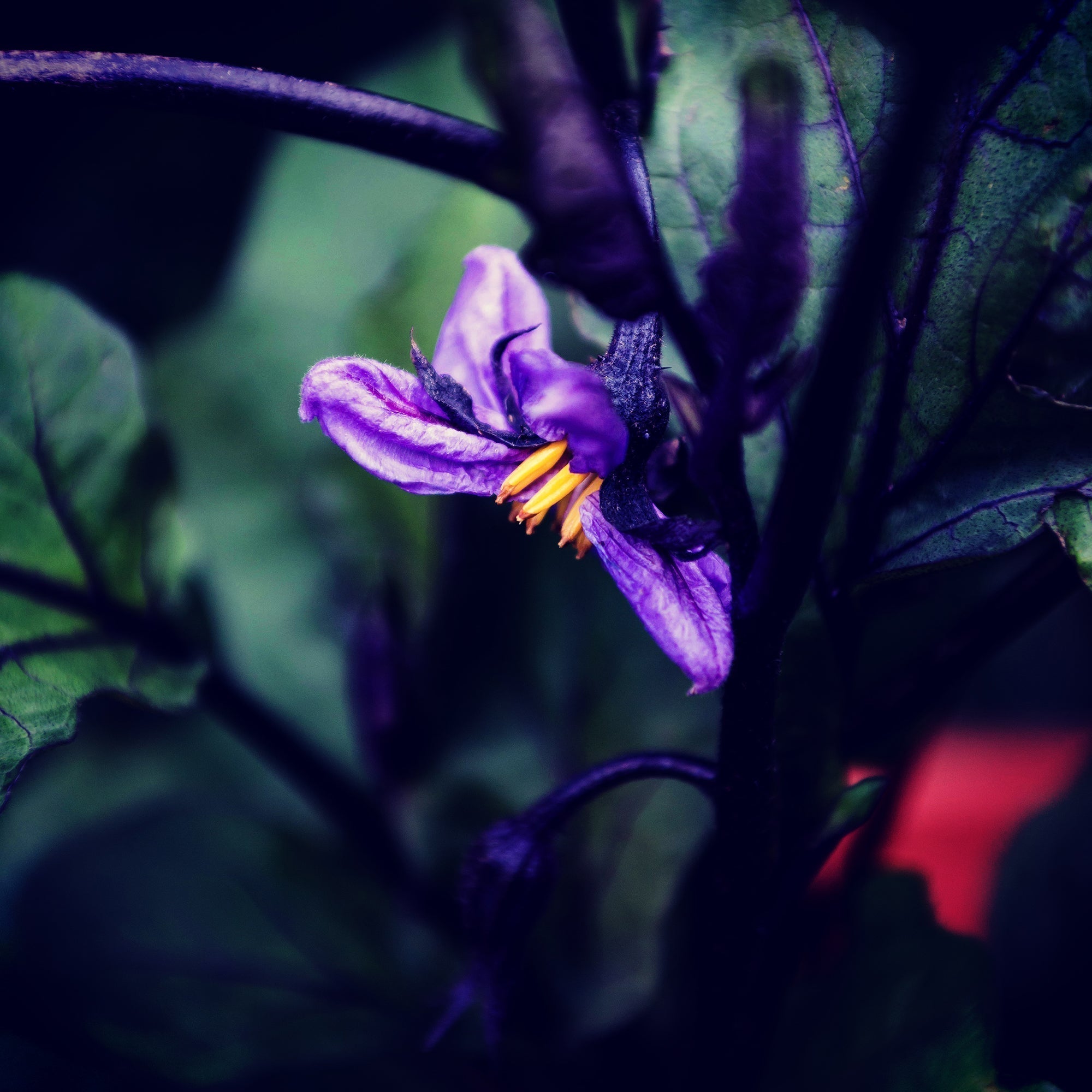 purple aubergine flower, dark and moody