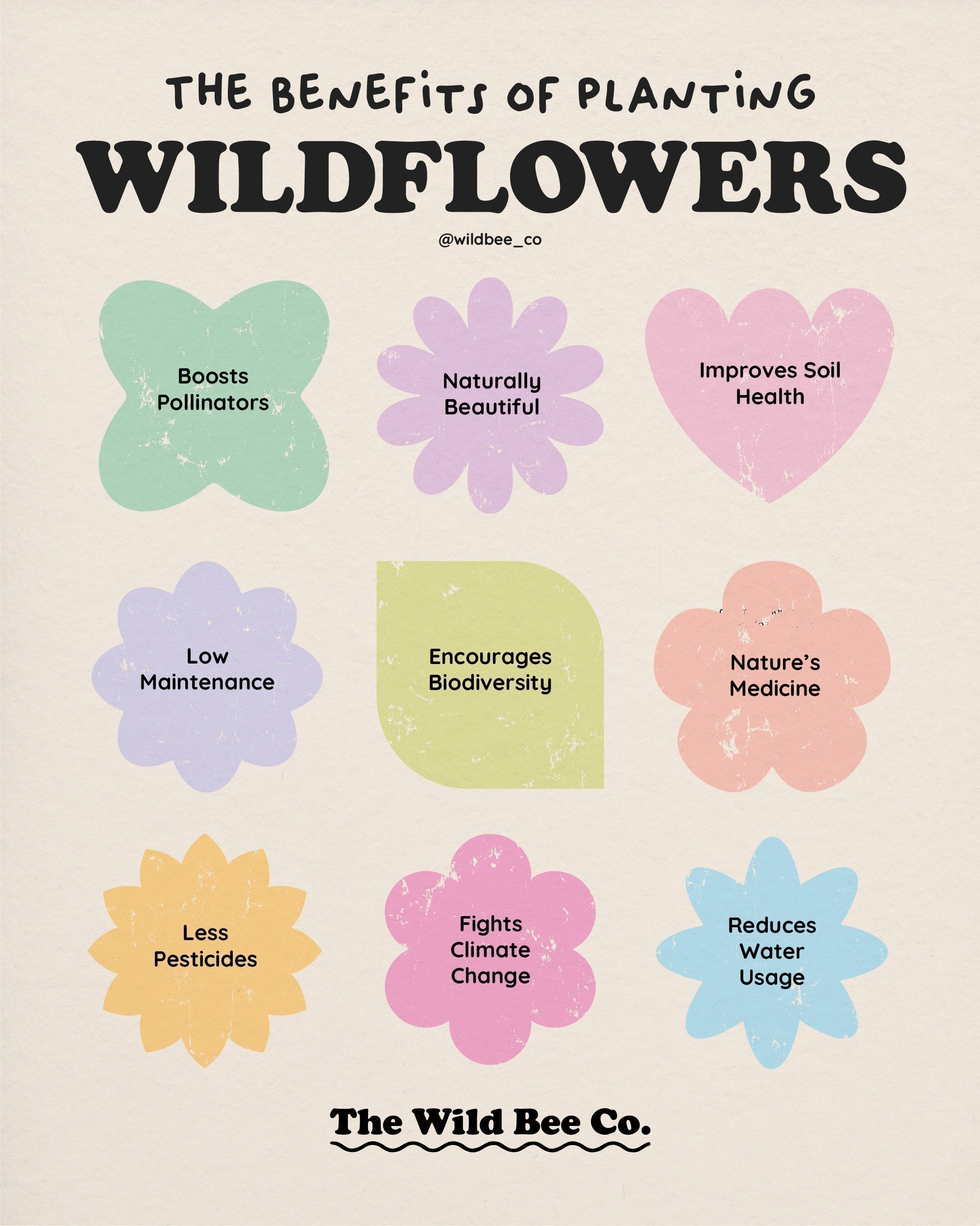 The Benefits of Planting Wildflowers