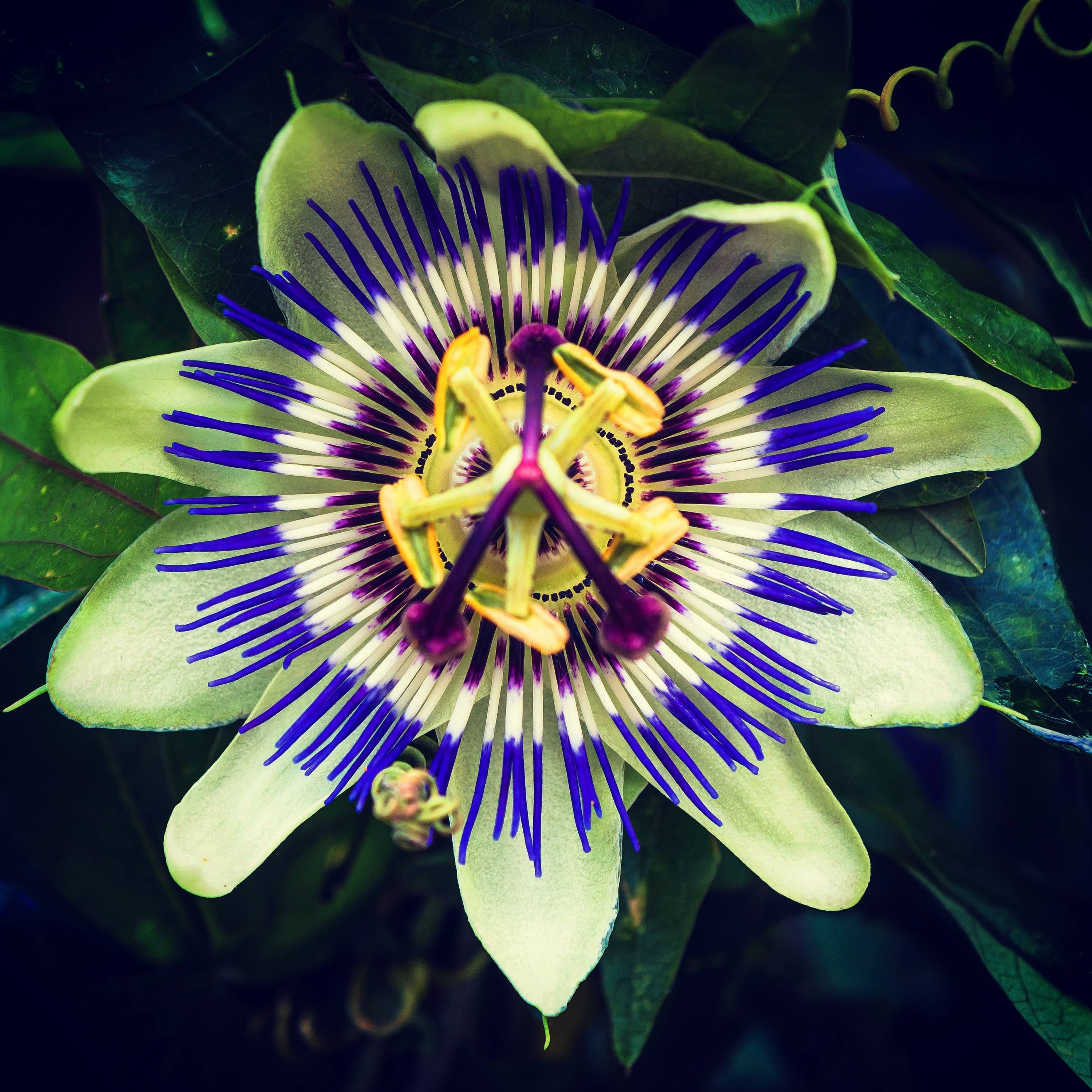 passionflower close up shot, purple, pink rings