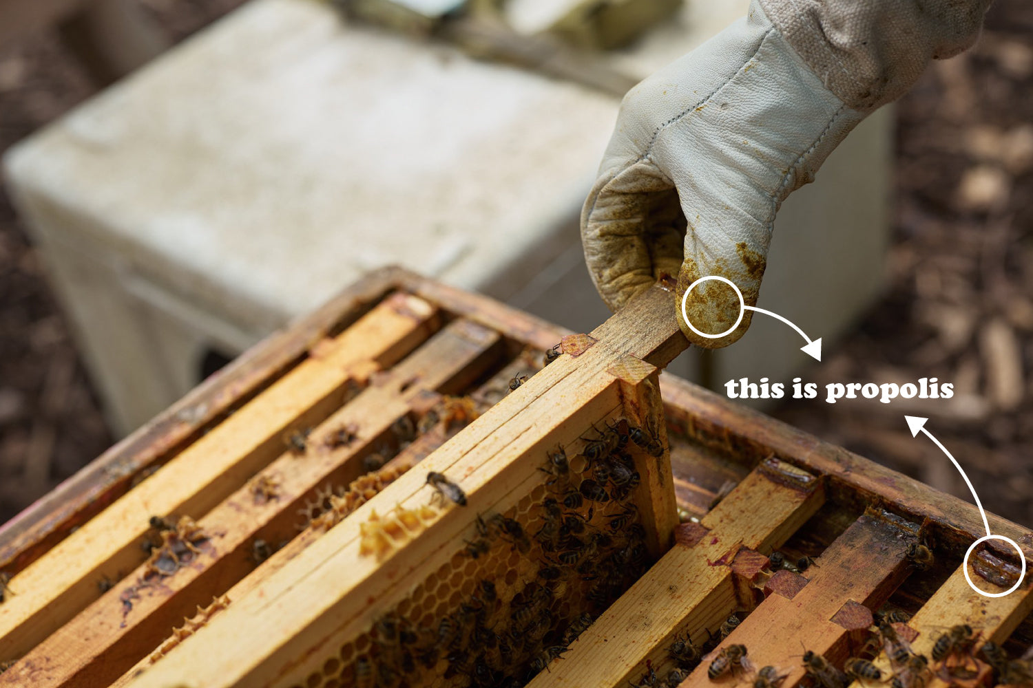 What Is Propolis? The Ancient Bee Remedy Explained