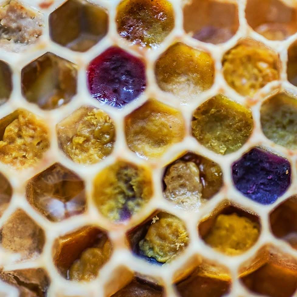 MAGIC OF BEES - Remedies Workshop