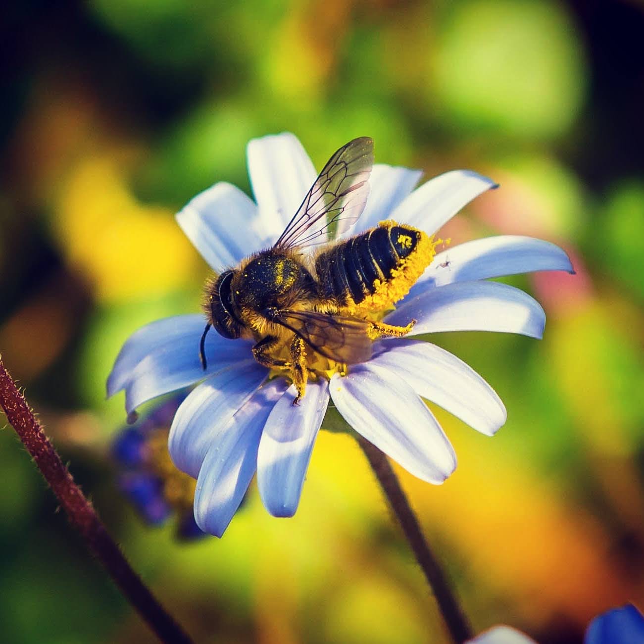 A mason bee covered in a thick layer of pollen as it visits a beautiful blue flower.