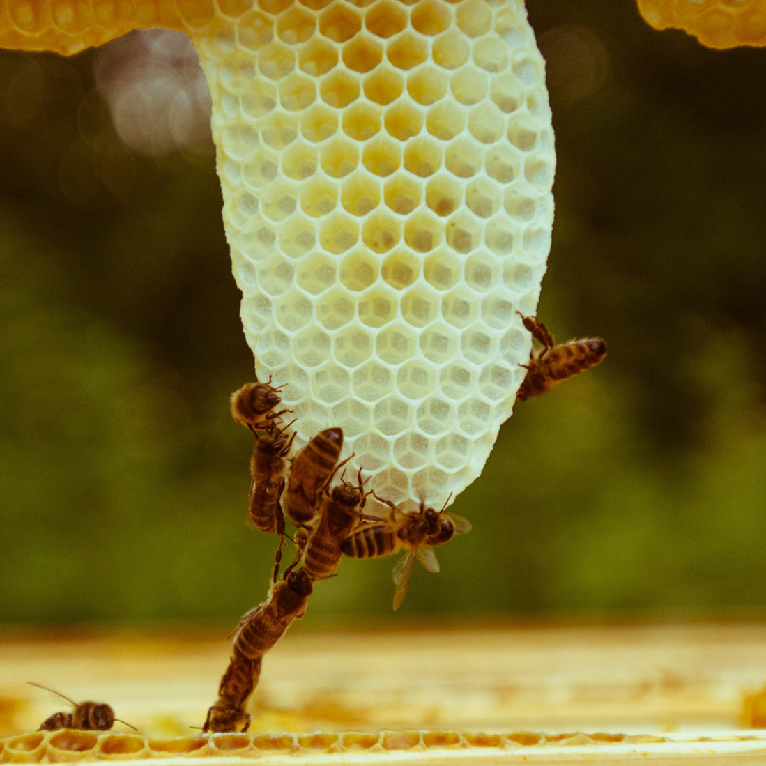 Close-up of honeycomb cells with several bees crawling on a honeybee frame in a warm, golden-toned outdoor setting.