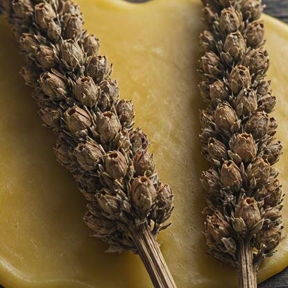 Two dried mullein stalks resting on a decorative pool of golden yellow beeswax wax, arranged on a dark rustic wooden surface with scattered dried flower petals, ready for beeswax hag taper workshop in surrey.